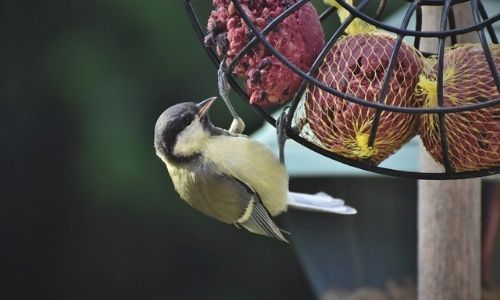 Spring Bird Feeding Tips