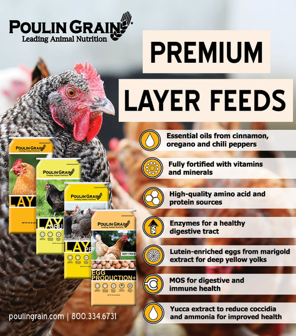 #PoulinPowered Blog: 6 Reasons Our Premium Poultry Feeds Can't Be Beat
