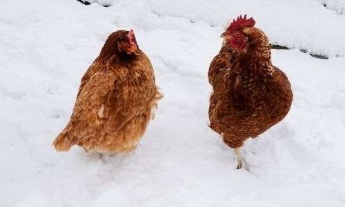 Winter Poultry Care Tips