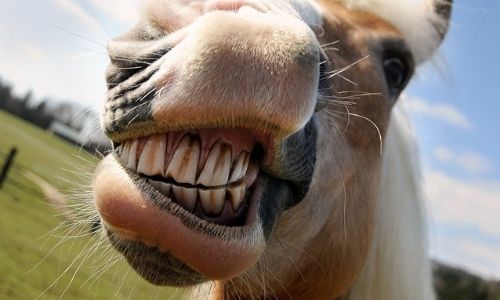  Horse Dental Care