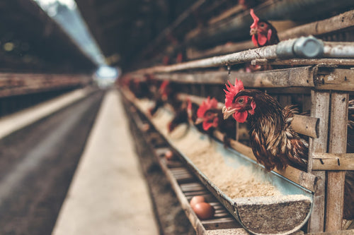 What’s in poultry feed – Part I