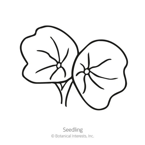 Botanical Interests Black Velvet Nasturtium Seeds