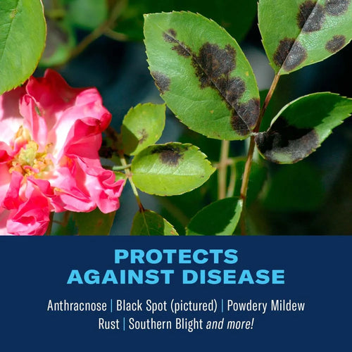 BIOADVANCED All-In-One Rose & Flower Spray Concentrate