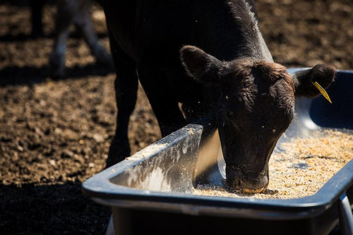 Tarter Galvanized Poly Bunk Feeders
