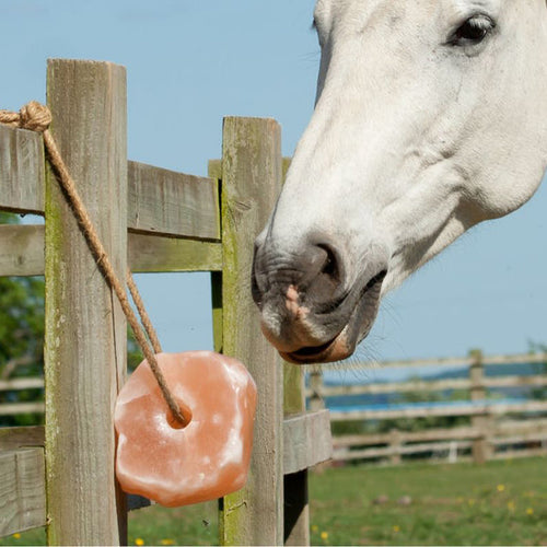 Hilton Herbs Himalayan Rock Salt Lick