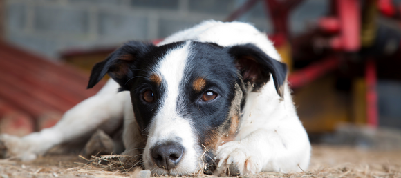 Dog laying down in a barn