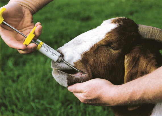 Merck Goat Dosing Syringe