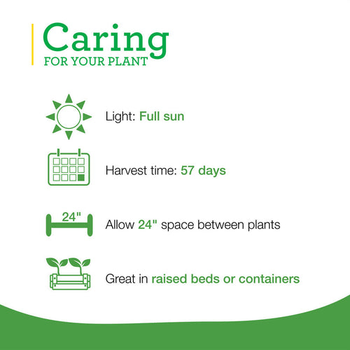 Bonnie Plants Green Magic Broccoli