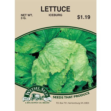 Wetsel Seed Lettuce - Iceberg