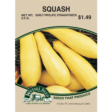 Wetsel Seed Squash - Early Prolific Straightneck (Zucchini)