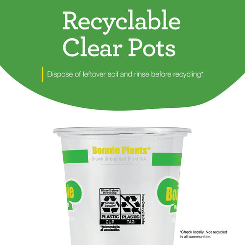 Bonnie Plants Better Boy Tomato (2 Pack)