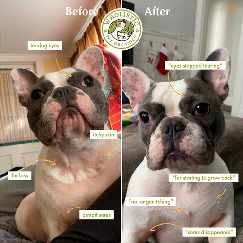 Wholistic Pet Organics Immune Balance - Colostrum