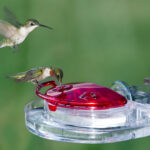Aspects Gem Hummingbird Window Feeder