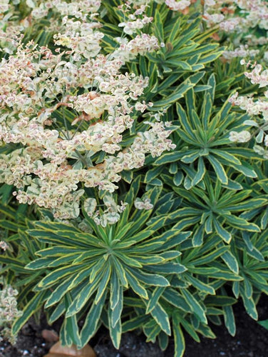 Perennial Farm Marketplace Spurge (Euphorbia x martinii 'Ascot Rainbow')