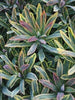 Perennial Farm Marketplace Spurge (Euphorbia x martinii 'Ascot Rainbow')