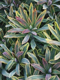 Perennial Farm Marketplace Spurge (Euphorbia x martinii 'Ascot Rainbow')