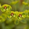 Perennial Farm Marketplace Spurge (Euphorbia x martinii 'Ascot Rainbow')