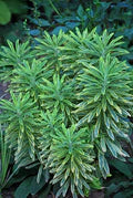 Perennial Farm Marketplace Spurge (Euphorbia x martinii 'Ascot Rainbow')