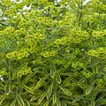 Perennial Farm Marketplace Spurge (Euphorbia x martinii 'Ascot Rainbow')