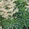 Perennial Farm Marketplace Spurge (Euphorbia x martinii 'Ascot Rainbow')
