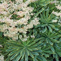 Perennial Farm Marketplace Spurge (Euphorbia x martinii 'Ascot Rainbow')