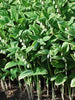Perennial Farm Marketplace Variegated Solomon's Seal (Polygonatum odoratum 'Variegatum')