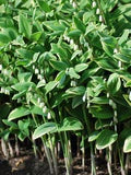 Perennial Farm Marketplace Variegated Solomon's Seal (Polygonatum odoratum 'Variegatum')