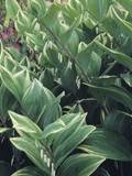 Perennial Farm Marketplace Variegated Solomon's Seal (Polygonatum odoratum 'Variegatum')