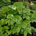 Perennial Farm Marketplace Variegated Solomon's Seal (Polygonatum odoratum 'Variegatum')