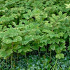 Perennial Farm Marketplace Variegated Solomon's Seal (Polygonatum odoratum 'Variegatum')