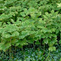 Perennial Farm Marketplace Variegated Solomon's Seal (Polygonatum odoratum 'Variegatum')