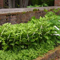 Perennial Farm Marketplace Variegated Solomon's Seal (Polygonatum odoratum 'Variegatum')