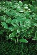 Perennial Farm Marketplace Variegated Solomon's Seal (Polygonatum odoratum 'Variegatum')