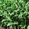 Perennial Farm Marketplace Variegated Solomon's Seal (Polygonatum odoratum 'Variegatum')