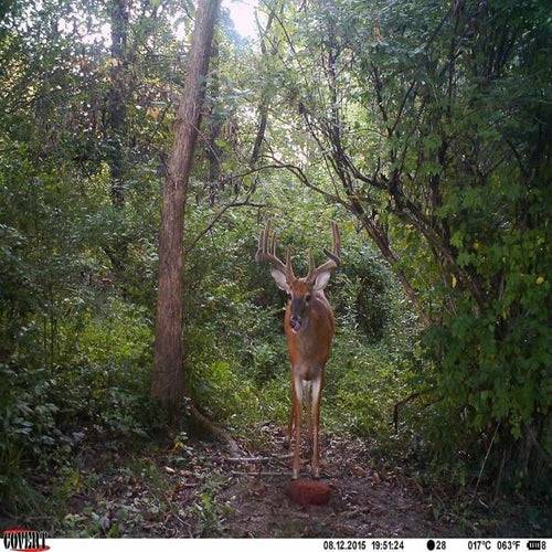 Antler King Apple Burst Mineral Block
