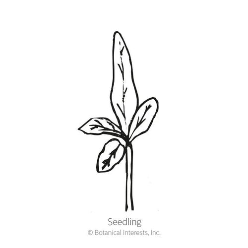 Botanical Interests Long Purple Eggplant Seeds