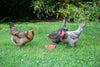 New Country Organics Organic Wheat-Free Layer Feed