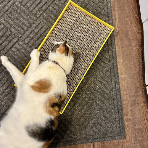 Coastal Pet Turbo by Coastal Rectangle Cat Scratcher