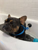Tall Tails Dog Bath Leash with Suction Cup