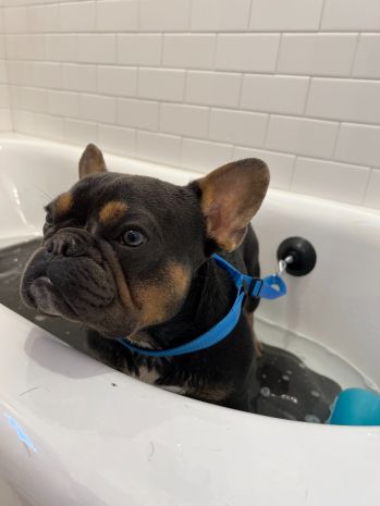 Tall Tails Dog Bath Leash with Suction Cup
