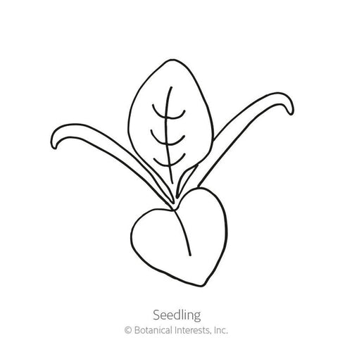 Botanical Interests Bloomsdale Spinach Seeds