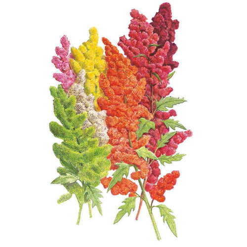 Botanical Interests Brightest Brilliant Rainbow Quinoa Seeds