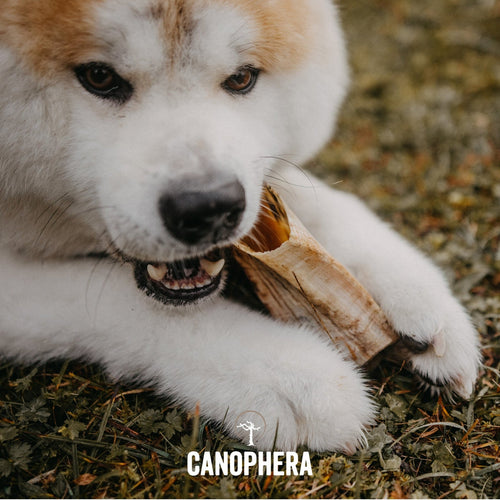 Canophera Sheep Horn Chews for Dogs