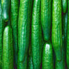 Botanical Interests Telegraph Improved Cucumber Seeds