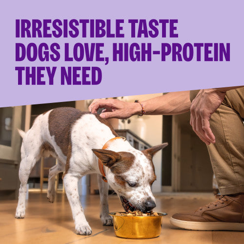 Wellness CORE+ Sensitive Skin & Stomach Salmon & Rice Recipe Dry Dog Food
