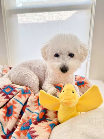 Territory Duck Moving Plush Dog Toy