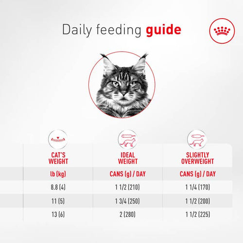 Royal Canin Aging 11+ Loaf in Sauce Wet Cat Food