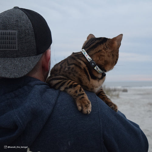 Coastal Pet Safe Cat Glow in the Dark Adjustable Breakaway Collar (3/8